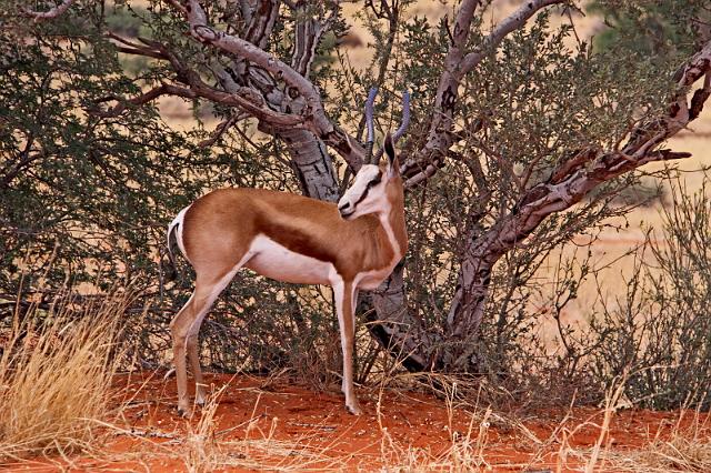 010 Kalahari woestijn, springbok.JPG